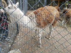 -长白岛森林公园