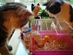 -名猫咖啡馆·撸猫·拼豆