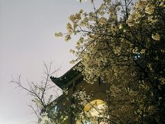 -武汉大学-樱园