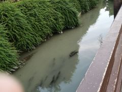 -神仙树公园
