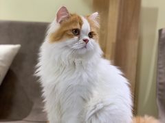 -猫和宫(六道口店)