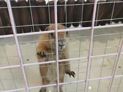 -70cat德文卷毛猫·缅因猫纯种猫舍