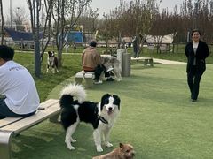 -爪吧宠物乐园 (温榆河示范区店)