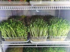 -川西坝子(苏州城市生活广场店)