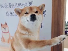 -柴源莊·柴小宠柴犬咖啡