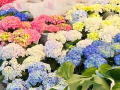 -双季花艺园艺市场(浦东店)