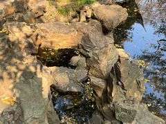 -秋霞圃