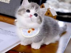 -欣宠猫屋·矮脚拿破仑·蓝金金渐层