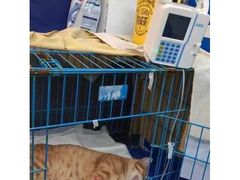 -爱侣宠医·鹦鹉专科·小型哺乳类·异宠专科(灵石路店)