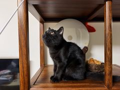 -糯米喵星人总部直营旗舰店·猫舍·幼猫出售