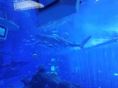 -成都浩海立方海洋公园