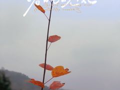 -北京西山国家森林公园