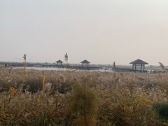 -南大港湿地风景区