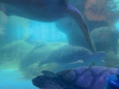 -海合安成都极地海洋公园