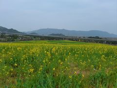 -光明小镇欢乐田园