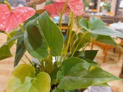 -杭州香格里拉·香宫中餐厅