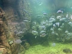 -洛阳龙门海洋馆