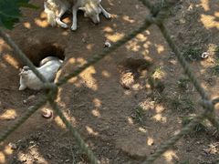 -西霞口神雕山野生动物世界