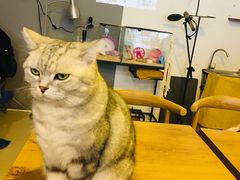 -平行世界·猫咖(首经贸店)