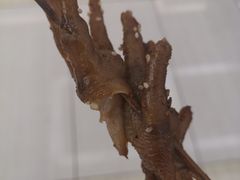 -阿芮烤鸡爪(世纪金源店)