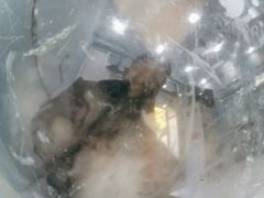 -纳吉亚猫专科动物诊疗中心(蒋宅口分院)