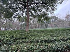 -野蔓果·山野菜(西湖景区·龙井茶田店)