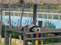 -西霞口神雕山野生动物世界