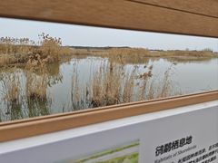 -同里国家湿地公园