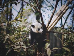 -都江堰中华大熊猫苑