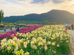 -径山花海