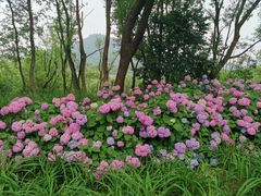 -西湖风景区-江洋畈生态公园