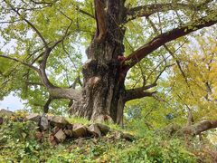 -千年银杏谷文化旅游区