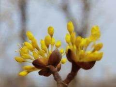 -星巴克(北京望京店)