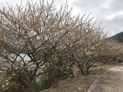 -广州市流溪河国家森林公园