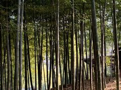 -树山生态村