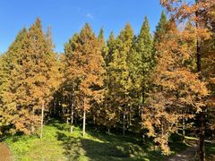 -黄海国家森林公园