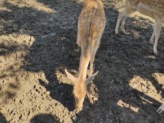 -北京麋鹿生态实验中心