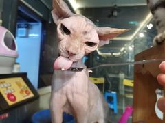 -more than meow吴止猫主题餐厅(承德 中船汇店)