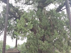 -黄帝陵