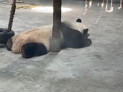 -栾川竹海野生动物园