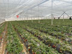 -喜杨洋草莓采摘园