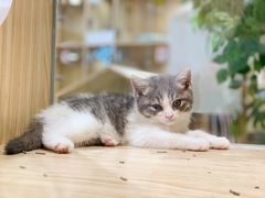 -屋虎猫馆(宝安大仟里店)