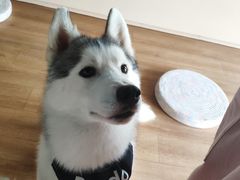 -Husky Go! 哈士奇体验馆·宠物咖啡厅狗咖