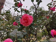 -映月湖公园