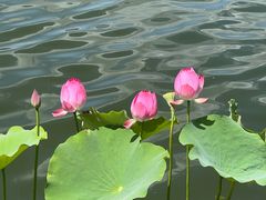 -莲花池公园