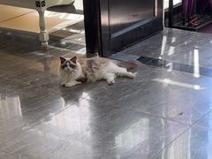 -宠爱国际动物医院· 猫科· 外科·中兽医(长白店)