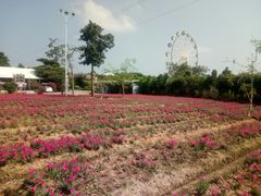 -广东花都香草世界旅游度假区