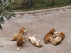 -大连森林动物园