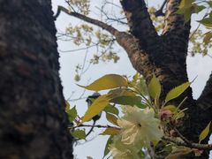 -南山植物园