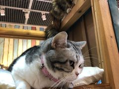 -小时光咖啡馆(开森度假森林店)